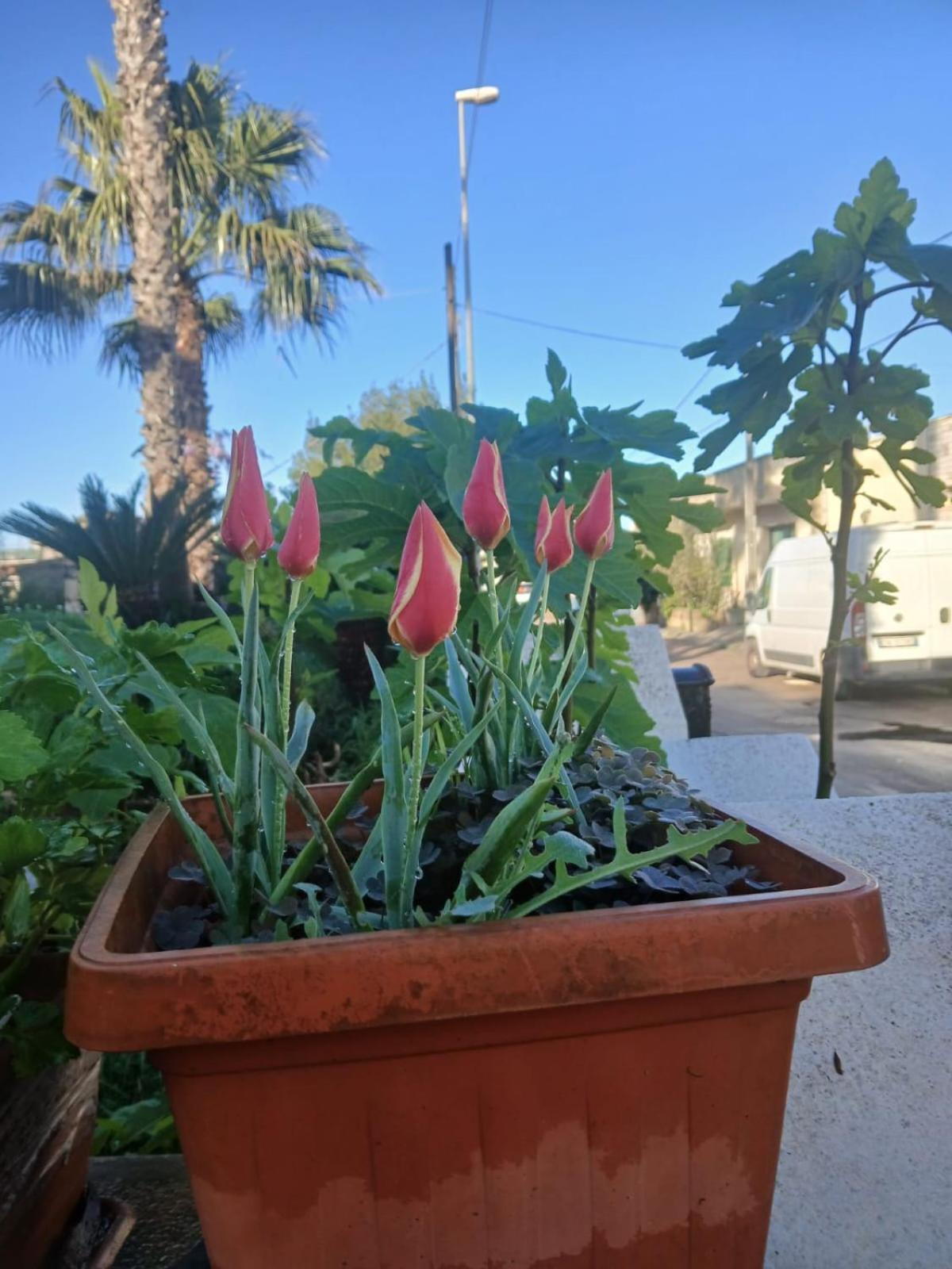 알리스테 Trullo Contrada Stracca 게스트하우스 외부 사진